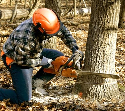 Tree Removal in Clinton, LA